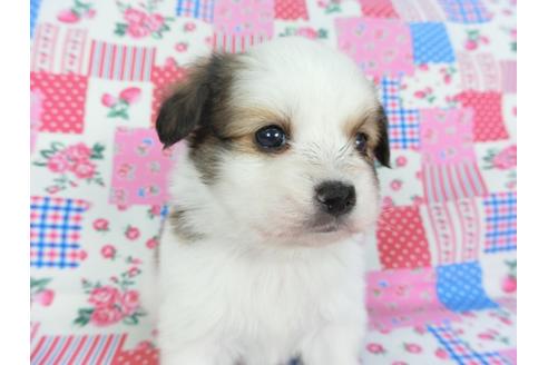 成約済の千葉県のパピヨン-94621の4枚目