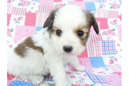 成約済の千葉県のパピヨン-94621の3枚目