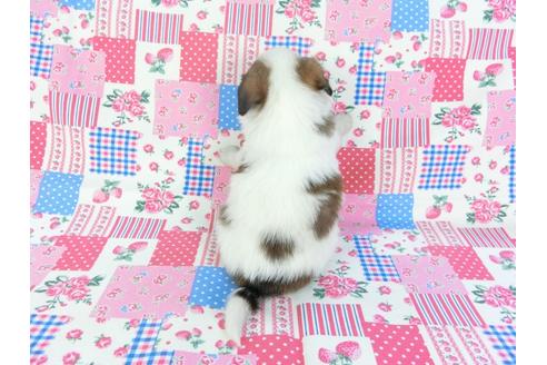 成約済の千葉県のパピヨン-94621の2枚目