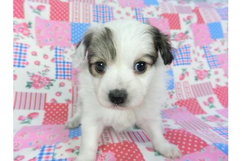 成約済の千葉県のパピヨン-94623の1枚目