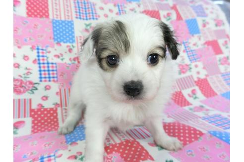 成約済の千葉県のパピヨン-94623の4枚目