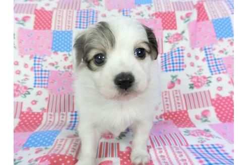 成約済の千葉県のパピヨン-94623の3枚目