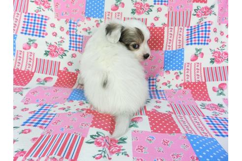 成約済の千葉県のパピヨン-94623の2枚目