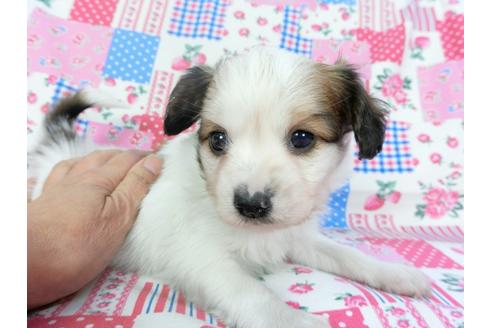 成約済の千葉県のパピヨン-94624