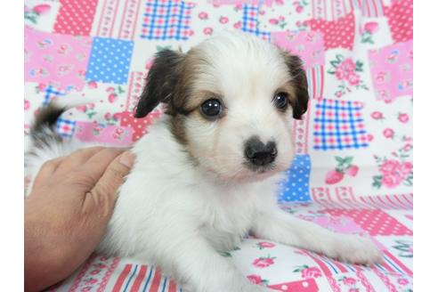 成約済の千葉県のパピヨン-94624の4枚目