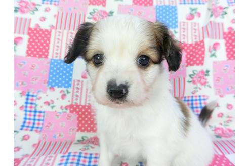 成約済の千葉県のパピヨン-94624の3枚目