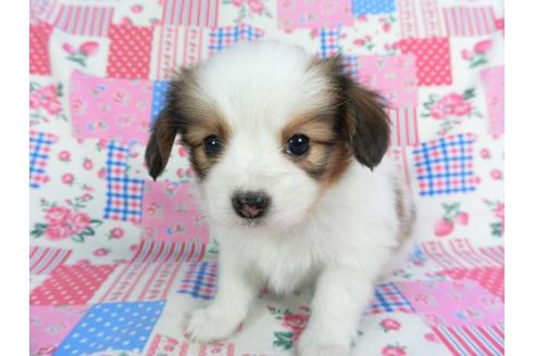 成約済の千葉県のパピヨン-94627