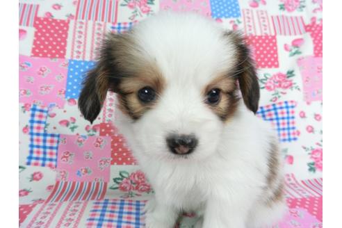 成約済の千葉県のパピヨン-94627の4枚目