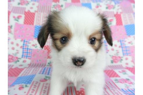 成約済の千葉県のパピヨン-94627の3枚目