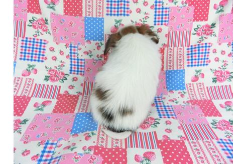 成約済の千葉県のパピヨン-94627の2枚目