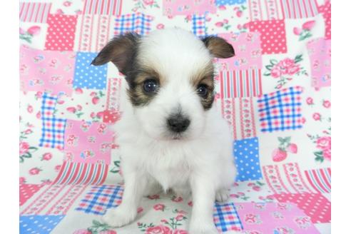 成約済の千葉県のパピヨン-94628