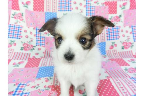 成約済の千葉県のパピヨン-94628の4枚目