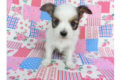 成約済の千葉県のパピヨン-94628の3枚目