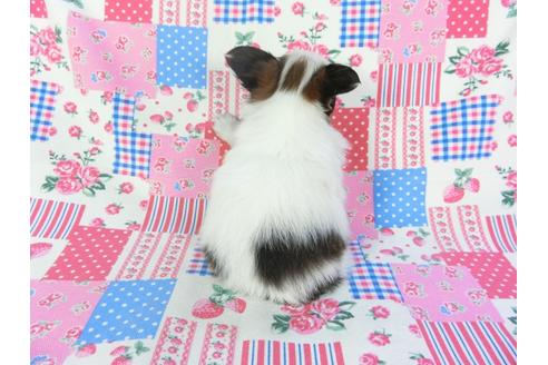 成約済の千葉県のパピヨン-94628の2枚目