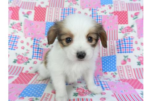 成約済の千葉県のパピヨン-94630