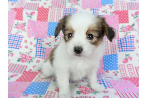 成約済の千葉県のパピヨン-94630の4枚目