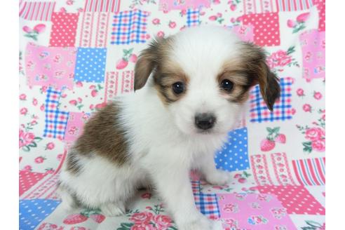 成約済の千葉県のパピヨン-94630の3枚目