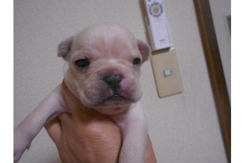 成約済の福岡県のフレンチブルドッグ-94660の1枚目
