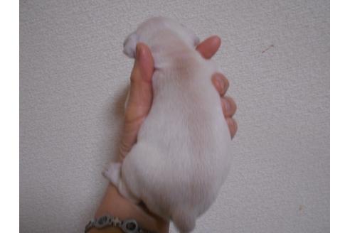 成約済の福岡県のフレンチブルドッグ-94660の4枚目