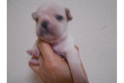 成約済の福岡県のフレンチブルドッグ-94660の3枚目