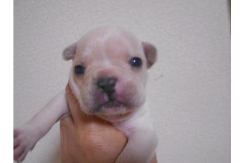 成約済の福岡県のフレンチブルドッグ-94660の2枚目