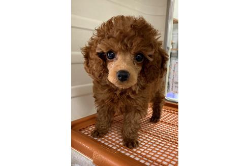成約済の福岡県のトイプードル-94665の1枚目