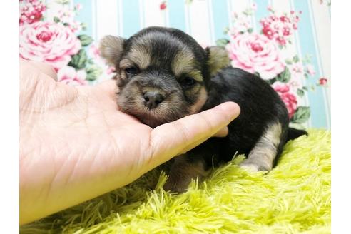 成約済の秋田県のミックス犬-94699の3枚目