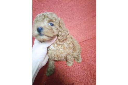 成約済の山口県のトイプードル-94103の1枚目