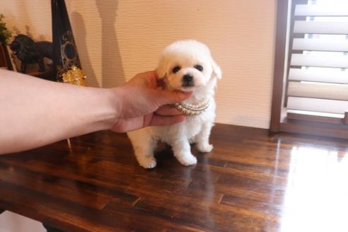 成約済の埼玉県のタイニープードル-94723の5枚目