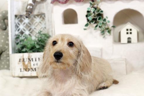 成約済の佐賀県のカニンヘンダックスフンド(ワイヤーヘアード)-89741の4枚目