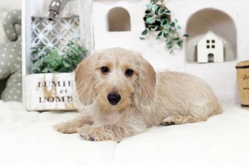 成約済の佐賀県のカニンヘンダックスフンド(ワイヤーヘアード)-89741の3枚目