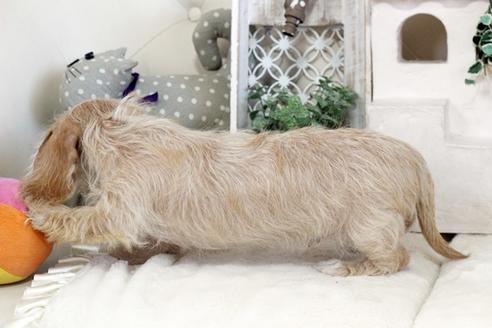 成約済の佐賀県のカニンヘンダックスフンド(ワイヤーヘアード)-89741の2枚目