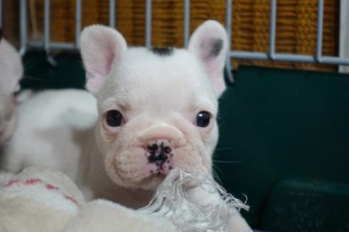 成約済の愛知県のフレンチブルドッグ-93592の1枚目