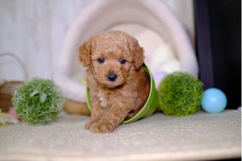 成約済の滋賀県のトイプードル-94777の1枚目