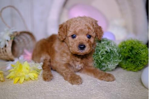 成約済の滋賀県のトイプードル-94777の3枚目