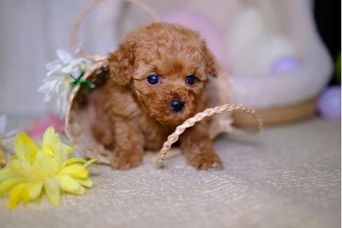 成約済の滋賀県のトイプードル-94778の1枚目