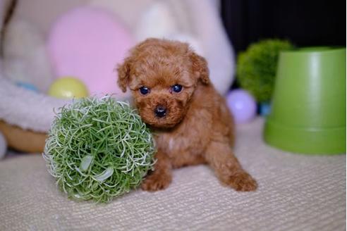 成約済の滋賀県のトイプードル-94778の3枚目