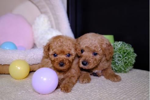 成約済の滋賀県のトイプードル-94778の2枚目