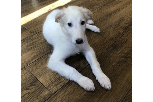 京都府のボルゾイ 女の子 02 25生まれ ホワイト レモン 華麗なボルゾイ 子犬id ブリーダーナビ