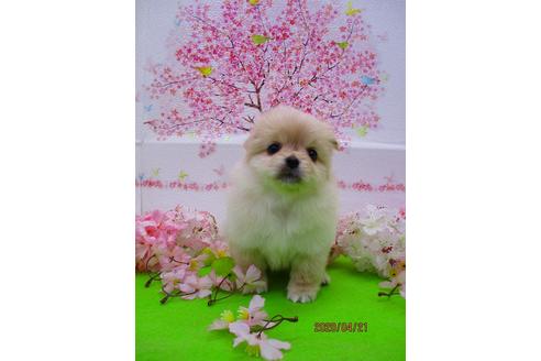 成約済の鳥取県のミックス犬-93305の3枚目