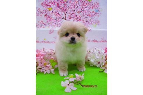 成約済の鳥取県のミックス犬-93305の1枚目