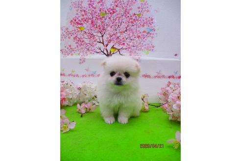 成約済の鳥取県のミックス犬-93304の2枚目