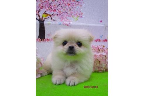成約済の鳥取県のミックス犬-93303の3枚目