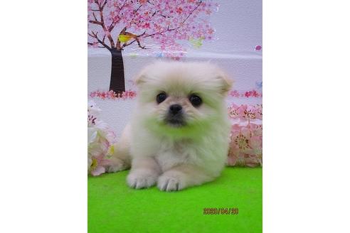 成約済の鳥取県のミックス犬-93303の2枚目