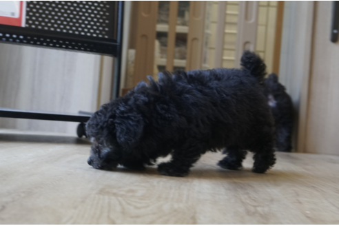 滋賀県のタイニープードル 男の子 02 11生まれ シルバー 子犬id ブリーダーナビ