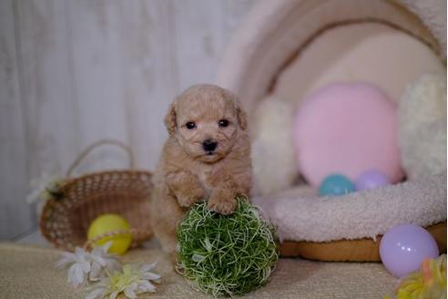 成約済の滋賀県のトイプードル-94822の1枚目