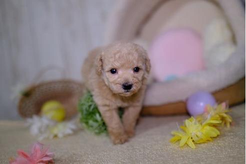 成約済の滋賀県のトイプードル-94822の3枚目