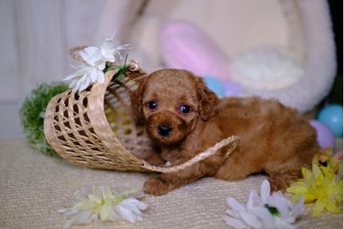 成約済の滋賀県のトイプードル-94825の1枚目