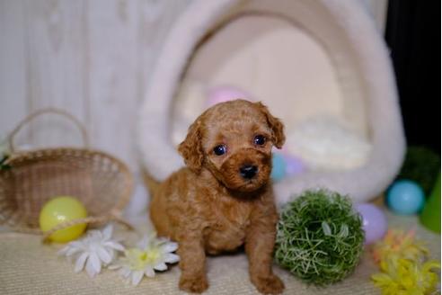 成約済の滋賀県のトイプードル-94825の3枚目