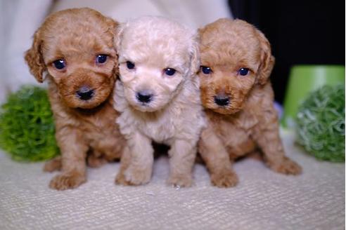 成約済の滋賀県のトイプードル-94825の2枚目